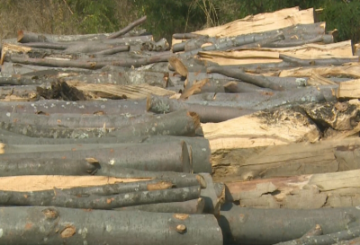 Временна парламентарна комисия ще решава проблемите с недостига на дърва за огрев