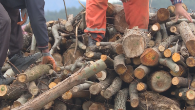 Семейства от Благоевград получават безплатно дърва за огрев