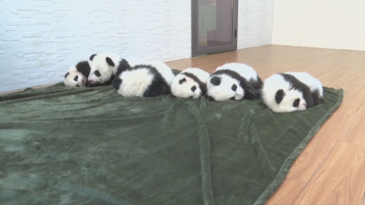 Шест малки панди се родиха през тази година в Центъра за изследване в Китай