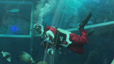 Дядо Коледа плува в аквариум в Рио де Жанейро (ВИДЕО)