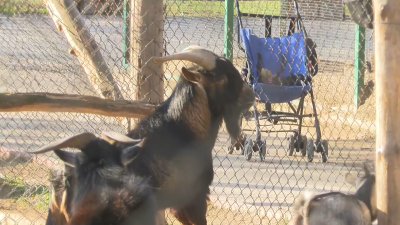 В благоевградския зоопарк се радват на двойка новородени от вида