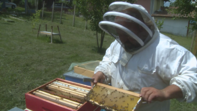 Пчеларите готвят протест - браншът изнемогва