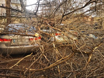 Семействата на децата, върху които падна дърво в Пловдив, ще заведат иск срещу общината