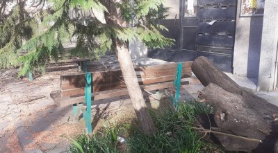Дърво падна върху пейка с деца в Пловдив