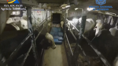 Испанската полиция залови 4,5 тона кокаин на кораб, натоварен с крави