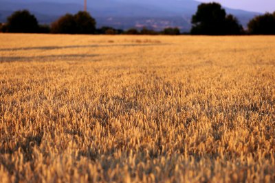 Пазарите на зърно въглеродното земеделие както и подпомагането на земеделския