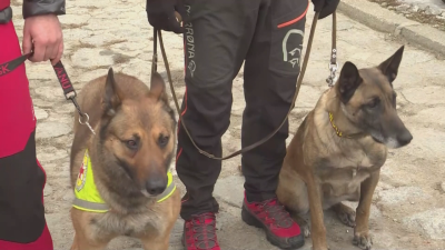 Кучетата герои и спасителите, които издирваха оцелели под развалините в Турция