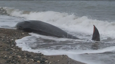 Телата на девет кита бяха открити безжизнени във водите край
