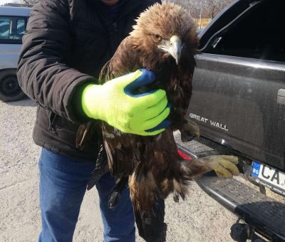 Инспектори от РИОСВ Пловдив спасиха скален орел Птицата е транспортирана