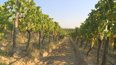 Малките винопроизводители от Мелнишкия район са на ръба на фалити
