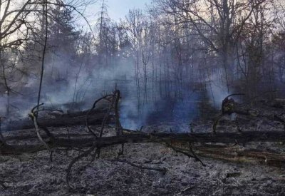 Горски пожар унищожи 30 декара млада борова гора край Хисаря