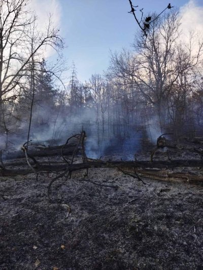 Над 30 дка борова гора изгоря при пожар в Хисарско