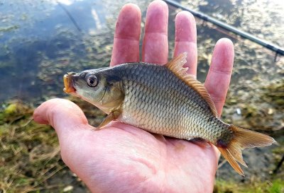 Българинът консумира най-малко риба в ЕС