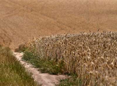Зърнопроизводители в стачна готовност, според тях липсва механизъм за следене на вноса на пшеница у нас
