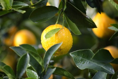 Най скъпият сорт лимони в света се отглежда и в град