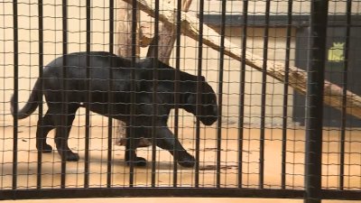 Два черни ягуара са новите обитатели на столичния зоопарк Жак