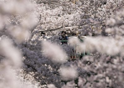 Сезонът на цъфтежа на вишневите дървета в Токио започна с