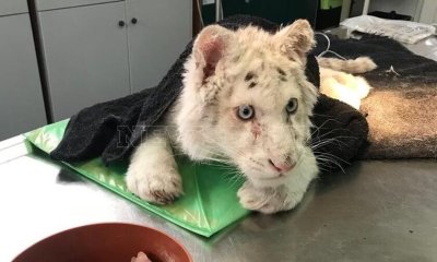 4 месечен бял тигър е намерен захвърлено до кофа за боклук