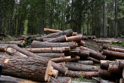 Екип на Изпълнителната агенция по горите санкционира собственик на склад
