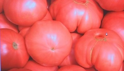 Първа реколта на български домати и краставици в оранжериите в Кресна