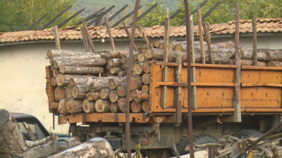 10 пъти по-високи глоби за незаконен дърводобив