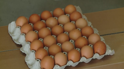 Внесените яйца от Украйна у нас са безопасни и годни