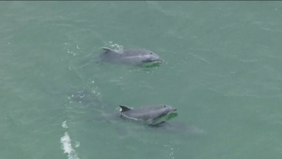 Хеликоптер засне играта на няколко делфина в Калифорния