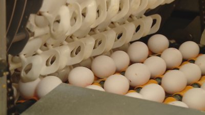 БАБХ: Взети са проби от яйцата от Украйна. Целият внос е под ежедневен ветеринарен контрол