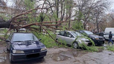 Дърво падна върху 64 годишен мъж на ул Петър Шилев в
