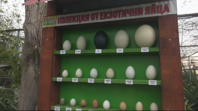 Показват уникална колекция от екзотични яйца в Бургас