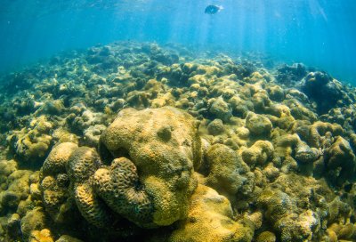 Неизвестен досега коралов риф беше открит край бреговете на Галапагоските