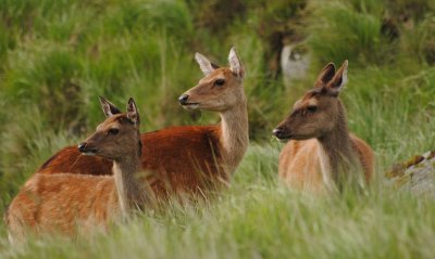 Неизвестни са срязали оградата на елените в зоопарка в Хасково