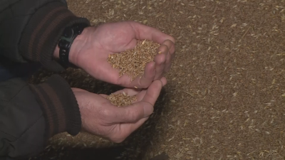 Очаквано зърнопроизводителите са доволни от решението на правителството Важният въпрос