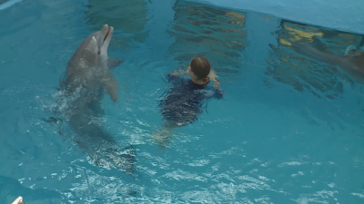 Плуването с делфини отново е възможно във Варна след двугодишно