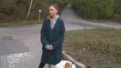 Заплаха с пистолет по време на разходка с куче на Витоша