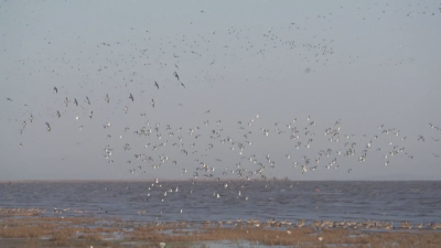 Внушителен небесен спектакъл устроиха хиляди мигриращи птици над езерата в