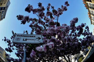 В центъра на Бургас цъфнаха японските вишни Снимки БТАПоследвайте ни във