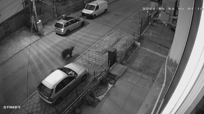 Мечка е заснета от охранителни камери да тича по улиците