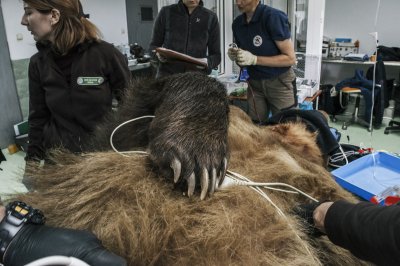 Прегледаха мечките в Белица - какво е здравето на Теди, Ива, Бойка, Боби и Маринка (Снимки)