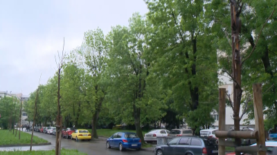 Проверяват опасните дървета в зелените зони на София