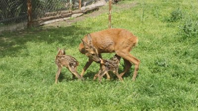 Спасена от бракониери сърничка роди близнаци в бургаския зоопарк