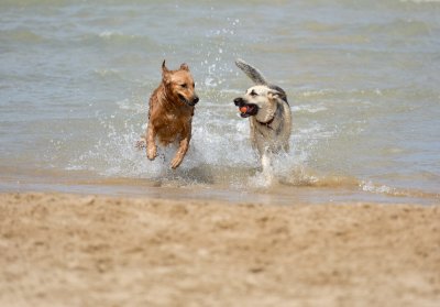 Без кучета на плажа във Варна до 1 октомври