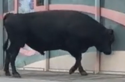 След опита на бик да влезе в магазин в София - чия е отговорността