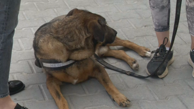 8 месеца след като кучето Мечо стана обект на брутално