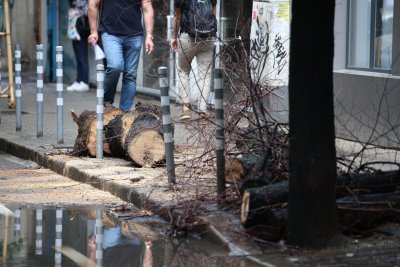 Дърво падна върху младо момиче в София (Снимки)