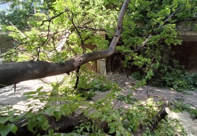 Дърво падна и рани 14 годишно момиче в София потвърдиха от