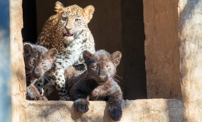 Леопард избяга от клетката си в старозагорския зоопарк Заради извънредната