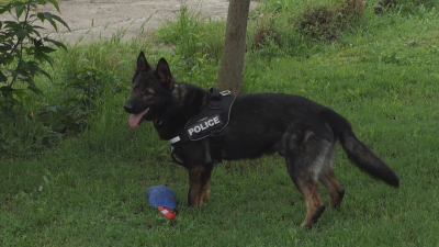 Полицейското куче Кай спаси изгубила се възрастна жена във Видин