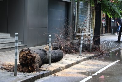 Дърво падна и рани 14 годишно момиче в София потвърдиха от