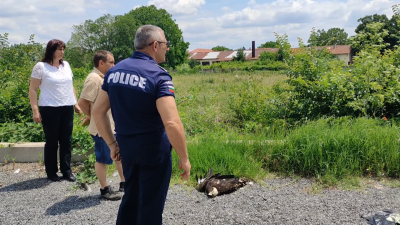 В Сливен полицията разследва смъртта на защитен от закона вид